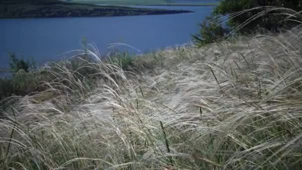 Stipa Lessingiana Grama Agulha Grama Longa Agitando Vento Parque Paisagístico — Vídeo de Stock