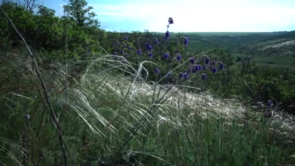 Stipa Lessingiana Needle Grass Long Grass Svolazzante Nel Vento Nel — Video Stock