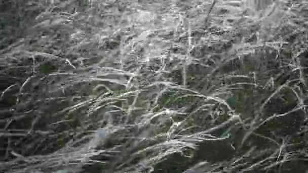 Stipa Lessingiana Needle Grass Long Grass Fluttering Wind Landscape Park — Stock Video