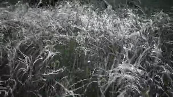 Stipa Lessingiana Jehlová Tráva Dlouhá Tráva Třepotající Větru Krajinném Parku — Stock video