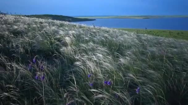 Stipa Lessingiana Naaldgras Lang Gras Wapperend Wind Het Landschapspark Tegen — Stockvideo