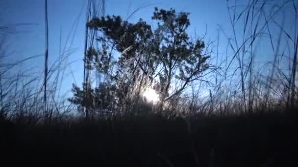 Stipa Lessingiana Naaldgras Lang Gras Wapperend Wind Het Landschapspark Tegen — Stockvideo