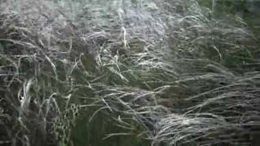 Stipa lessingiana (İğne Çimi, Uzun Çimen), Manzara Parkı 'nda rüzgârda dalgalanan Tiligul haliçlerinin arka planına karşı. Nadir bulunan bitki, Ukrayna 'nın Kırmızı Kitabı.