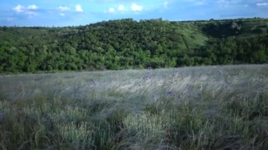 Stipa lessingiana (İğne Çimi, Uzun Çimen), Manzara Parkı 'nda rüzgârda dalgalanan Tiligul haliçlerinin arka planına karşı. Nadir bulunan bitki, Ukrayna 'nın Kırmızı Kitabı.