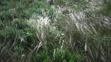 Stipa lessingiana (İğne Çimi, Uzun Çimen), Tiligul halklarının kıyısındaki peyzaj parkında rüzgarda savruluyor. Nadir bulunan bitki, Ukrayna 'nın Kırmızı Kitabı.