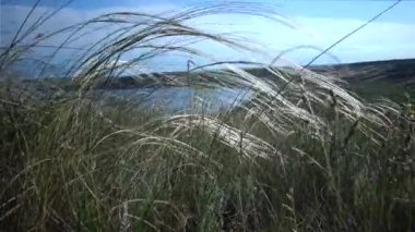 Stipa lessingiana (İğne Çimi, Uzun Çimen), Tiligul halklarının kıyısındaki peyzaj parkında rüzgarda savruluyor. Nadir bulunan bitki, Ukrayna 'nın Kırmızı Kitabı.