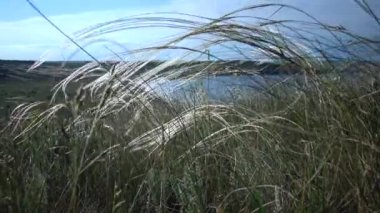 Stipa lessingiana (İğne Çimi, Uzun Çimen), Tiligul halklarının kıyısındaki peyzaj parkında rüzgarda savruluyor. Nadir bulunan bitki, Ukrayna 'nın Kırmızı Kitabı.