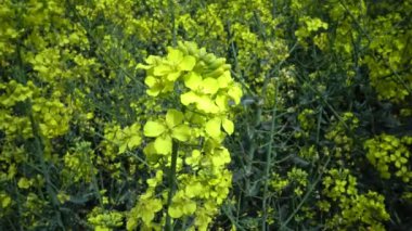 Kolza (Brassica napus), Ukrayna