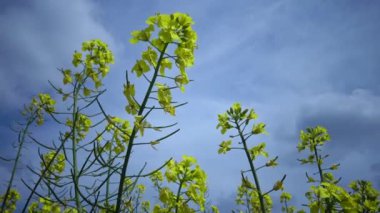 Kolza (Brassica napus), Ukrayna