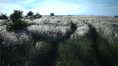 Stipa lessingiana (İğne Çimi, Uzun Çimen), Manzara Parkı 'nda rüzgârda dalgalanan Tiligul haliçlerinin arka planına karşı. Nadir bulunan bitki, Ukrayna 'nın Kırmızı Kitabı.