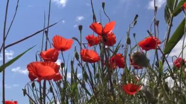 Papaver rhoeas (yaygın gelincik, mısır haşhaşı, mısır gülü, tarla gelinciği), Tiligul haliçlerinin kıyısındaki peyzaj parkındaki bozkırdan çiçek açan bitkiler. Gökyüzüne karşı bulutlu kırmızı çiçekler