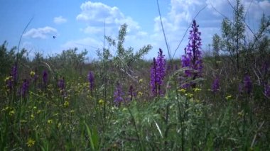(Orchis mascula) Erken dönem mor orkide, Tiligul haliçinin kıyısındaki Peyzaj Parkı 'ndaki bozkırdan çiçek açan bitkiler. Nadir bulunan bitki, Ukrayna 'nın Kırmızı Kitabı.