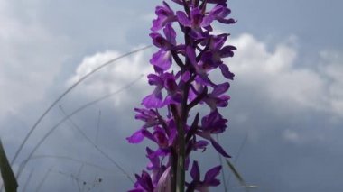 (Orchis mascula) Erken dönem mor orkide, Tiligul haliçinin kıyısındaki Peyzaj Parkı 'ndaki bozkırdan çiçek açan bitkiler. Nadir bulunan bitki, Ukrayna 'nın Kırmızı Kitabı.