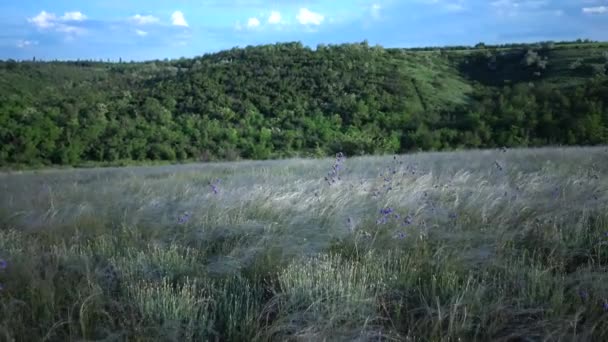 Stipa Lessingiana Needle Grass Long Grass Fluttering Wind Landscape Park — Stock Video