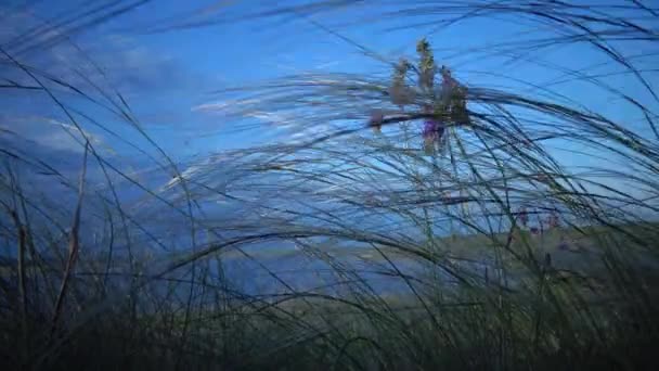 Stipa Lessingiana Hierba Aguja Hierba Larga Balanceándose Viento Desde Estepa — Vídeo de stock