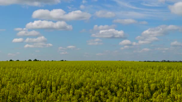 Campo Colza Colza Colza Brassica Napus Ucrania — Vídeos de Stock