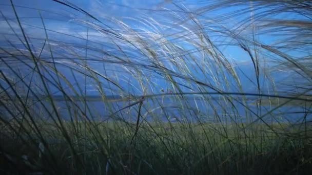 Stipa Lessingiana Hierba Aguja Hierba Larga Balanceándose Viento Desde Estepa — Vídeo de stock