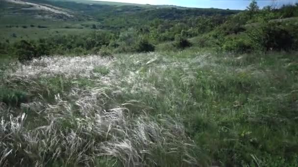 Stipa Lessingiana Игла Трава Длинная Трава Качающаяся Ветру Степи Ландшафтном — стоковое видео