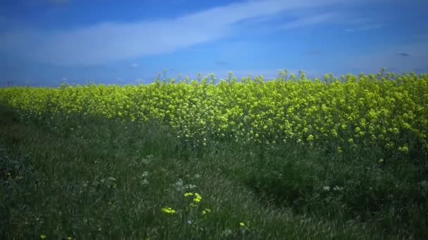 Πεδίο Ελαιοκράμβης Canola Colza Brassica Napus Ουκρανία — Αρχείο Βίντεο