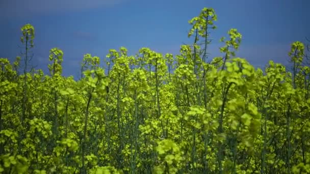 Поле Рапса Канолы Колзы Brassica Napus Украина — стоковое видео
