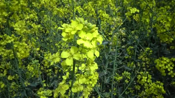 Pole Řepky Kanoly Nebo Řepky Olejky Brassica Napus Ukrajina — Stock video