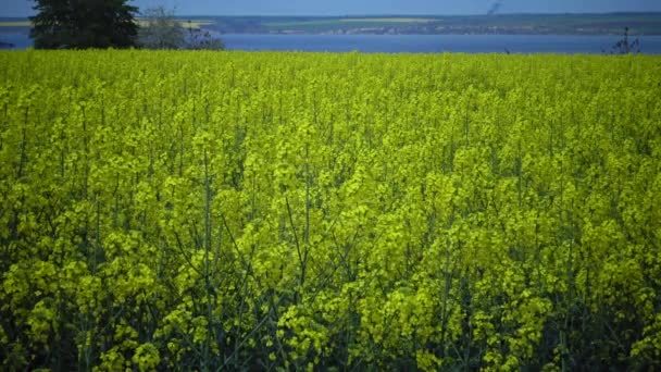 Gebied Van Koolzaad Canola Koolzaad Brassica Napus Oekraïne — Stockvideo