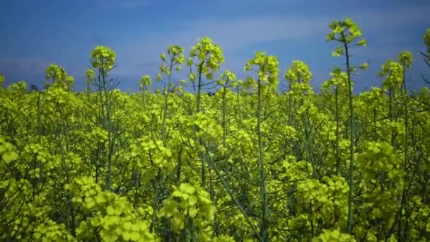 Campo Colza Canola Colza Brassica Napus Ucrânia — Vídeo de Stock