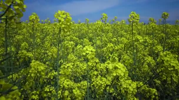 Πεδίο Ελαιοκράμβης Canola Colza Brassica Napus Ουκρανία — Αρχείο Βίντεο