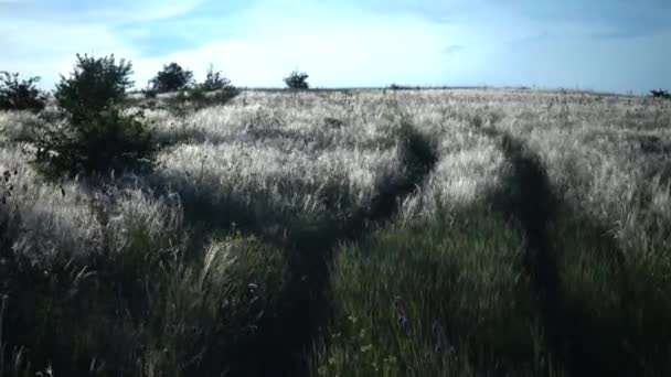 在提里古河口的背景公园里 无针草丛 在风中飘扬 稀有植物 乌克兰红皮书 — 图库视频影像