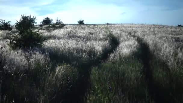 Stipa Lessingiana Herbe Aiguilles Herbe Longue Flottant Dans Vent Dans — Video