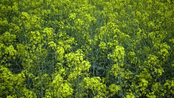 Pole Řepky Kanoly Nebo Řepky Olejky Brassica Napus Ukrajina — Stock video