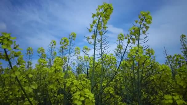 乌克兰 菜籽或菜籽田 Brassica Napus — 图库视频影像