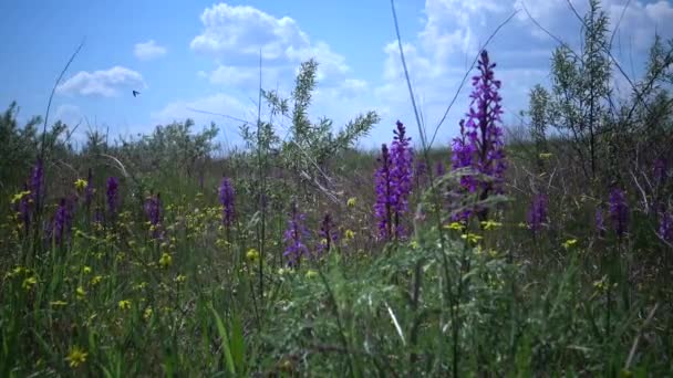 蘭は男性的です 初期紫色の蘭 ティリグル河口の銀行の景観公園の草原からの開花植物 珍しい植物 ウクライナのレッドブック — ストック動画