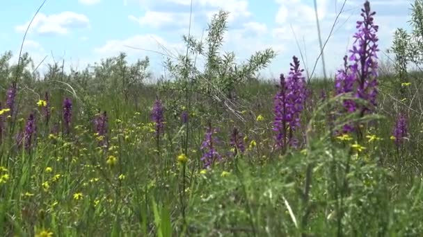 Orchis Mascula Korai Lila Orchidea Virágzó Növények Sztyeppéről Táj Parkban — Stock videók