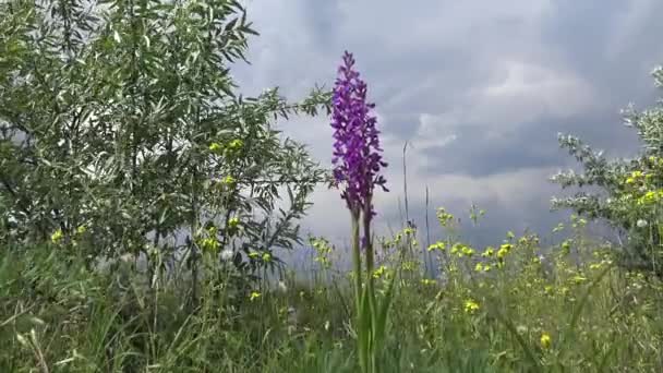 Orchis Mascula Erken Dönem Mor Orkide Tiligul Haliçinin Kıyısındaki Peyzaj — Stok video