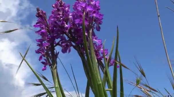 Orchis Mascula Raně Fialová Orchidej Kvetoucí Rostliny Stepi Krajinném Parku — Stock video