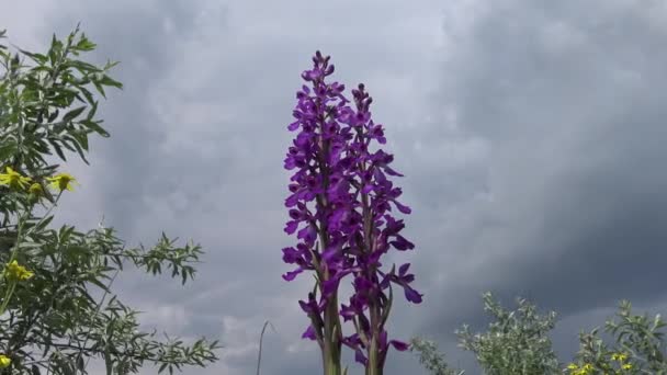 雄兰花 Orchis Mascula 早期紫色兰花 开花的植物从提里古河口河岸的风景公园的草原上 稀有植物 乌克兰红皮书 — 图库视频影像