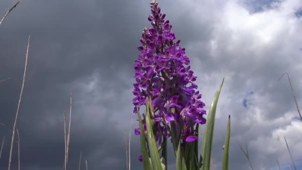 Orchis Mascula Early Purple Orchid Flowering Plants Steppe Landscape Park — Stock Video