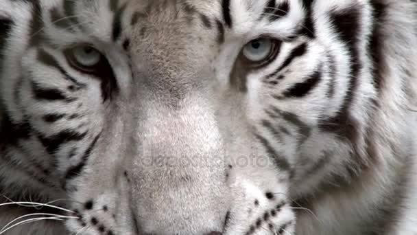 hlava bengala bílý tygr