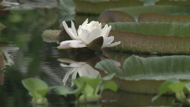 Bílá lilie v jezírku. Lotosový květ. Vodní lilie. Videozáznam Waterlillies
