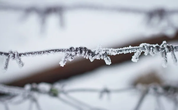 Barbed wire in India in the snow