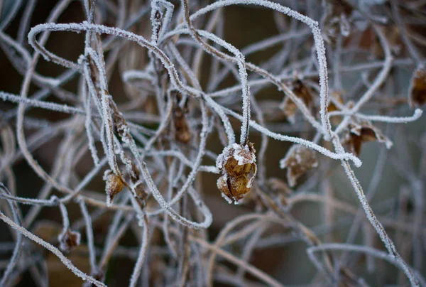 frozen berries. dried berries on the branch.winter background.frozen bush