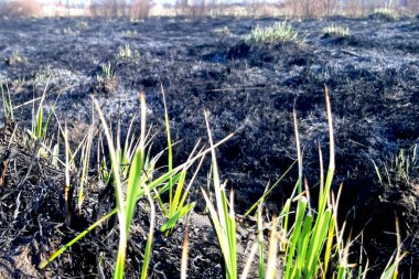 Genç filizler çimen yangınından sonra filizlenir. Felaketin sonuçlarına. Bahar esmer yeşil örtüsü. Yangın tehlikesi. Yaşam ve kirliliğin yok edilmesi. Medeniyet sorunları
