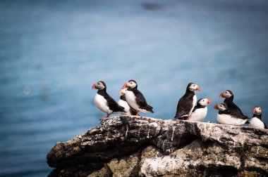 İzlanda 'da puffinler