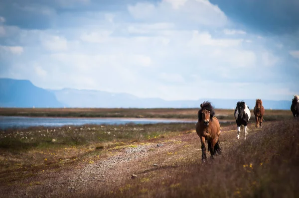Icelandiske heste væddeløb - Stock-foto