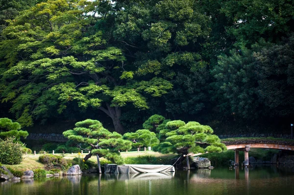 東京日本庭園 — ストック写真