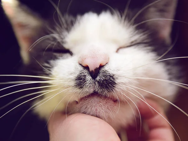 Retrato, gato con bigote — Foto de Stock