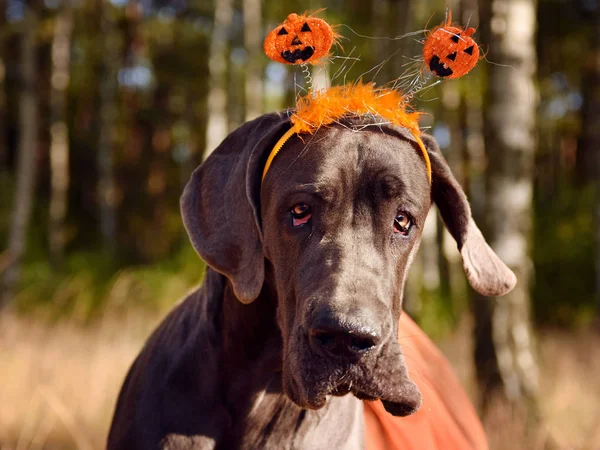 Grande dinamarquês em traje de Halloween — Fotografia de Stock