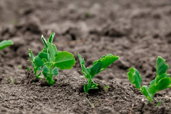 Zuckererbsen sprießen im Garten. — Stockfoto