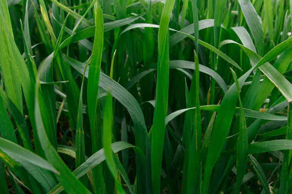 ばねの緑の草 — ストック写真
